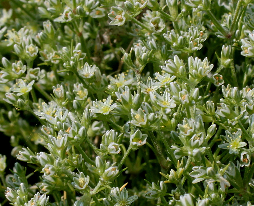 Image of Scleranthus perennis specimen.