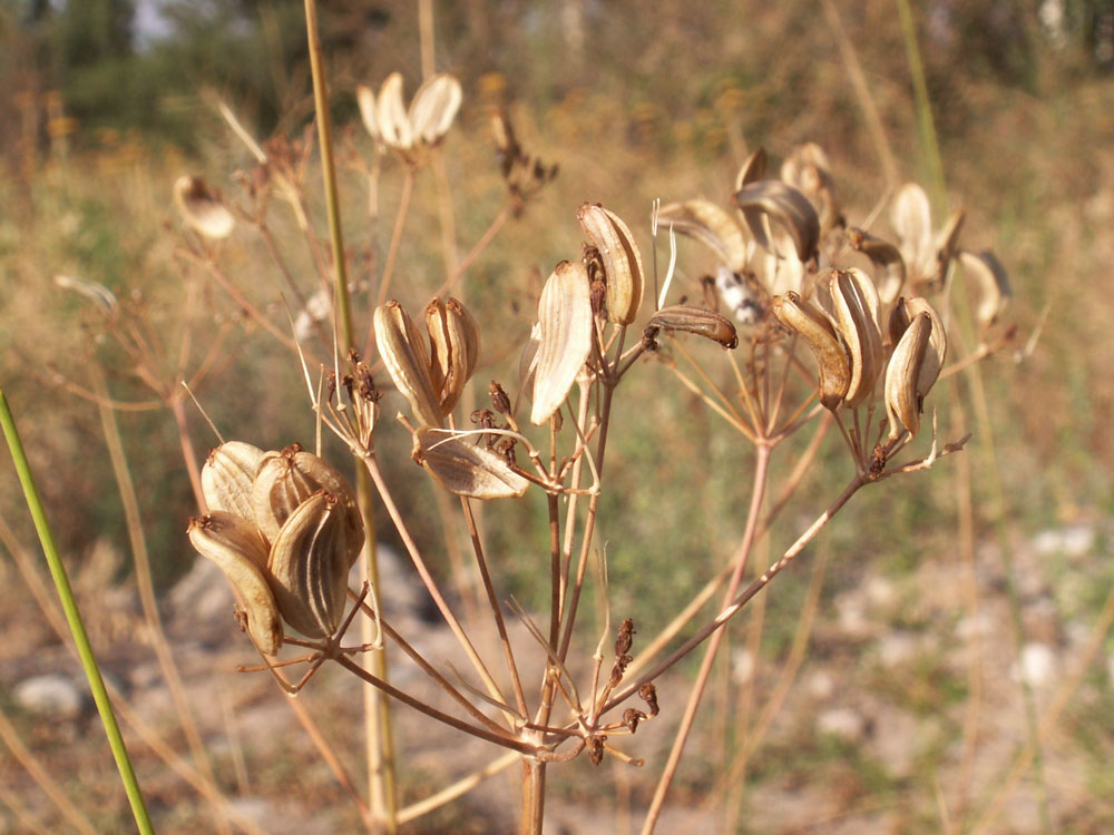 Изображение особи Ferula tschuiliensis.