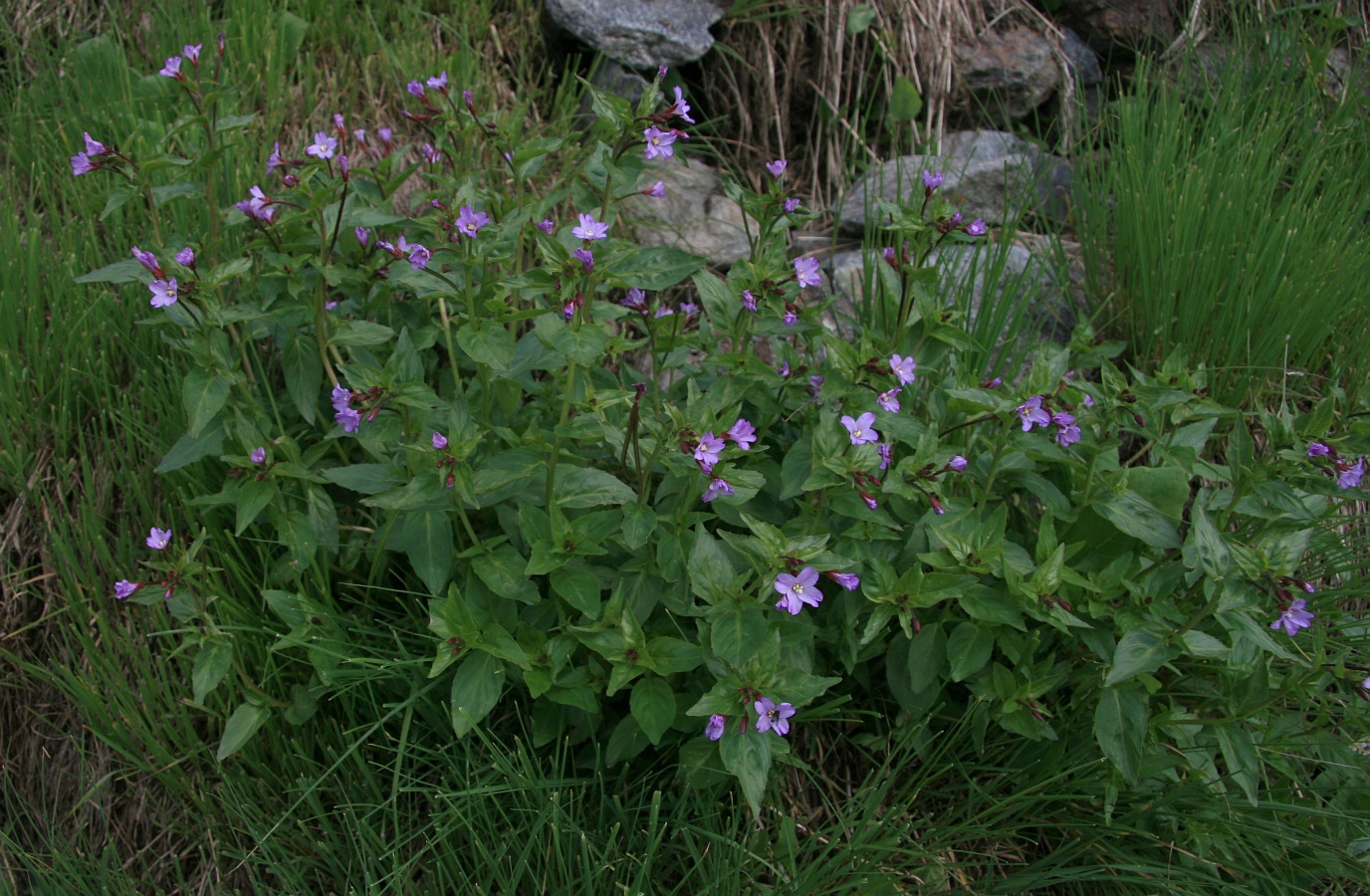 Image of genus Epilobium specimen.