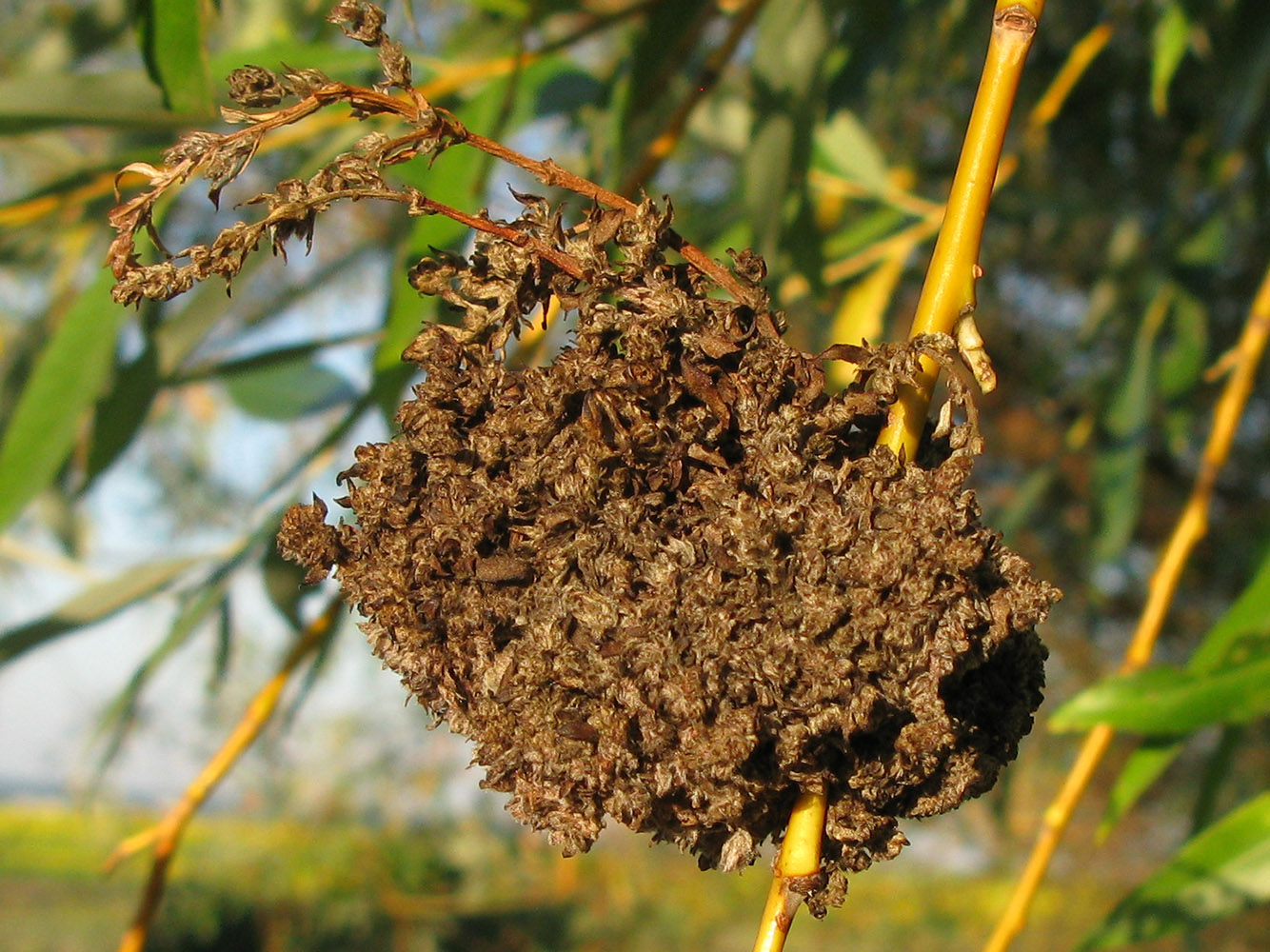 Image of Salix euxina specimen.