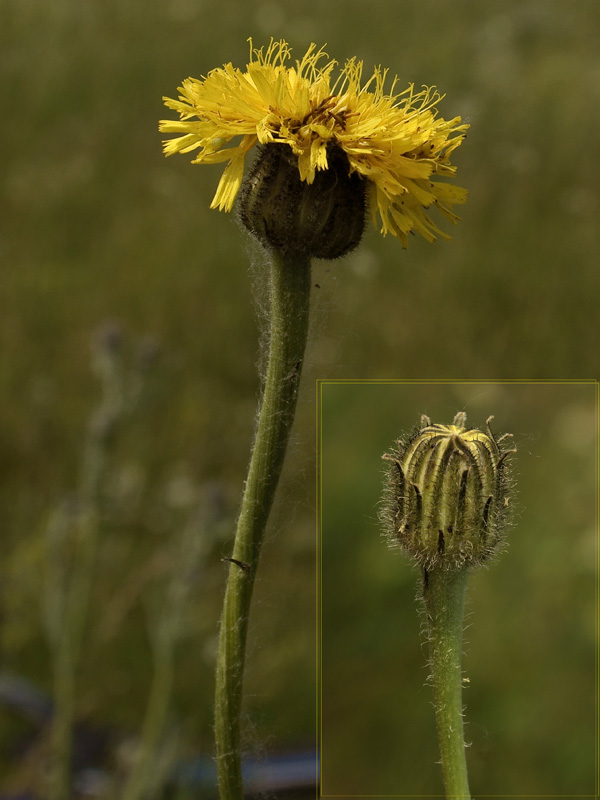 Image of Trommsdorffia maculata specimen.