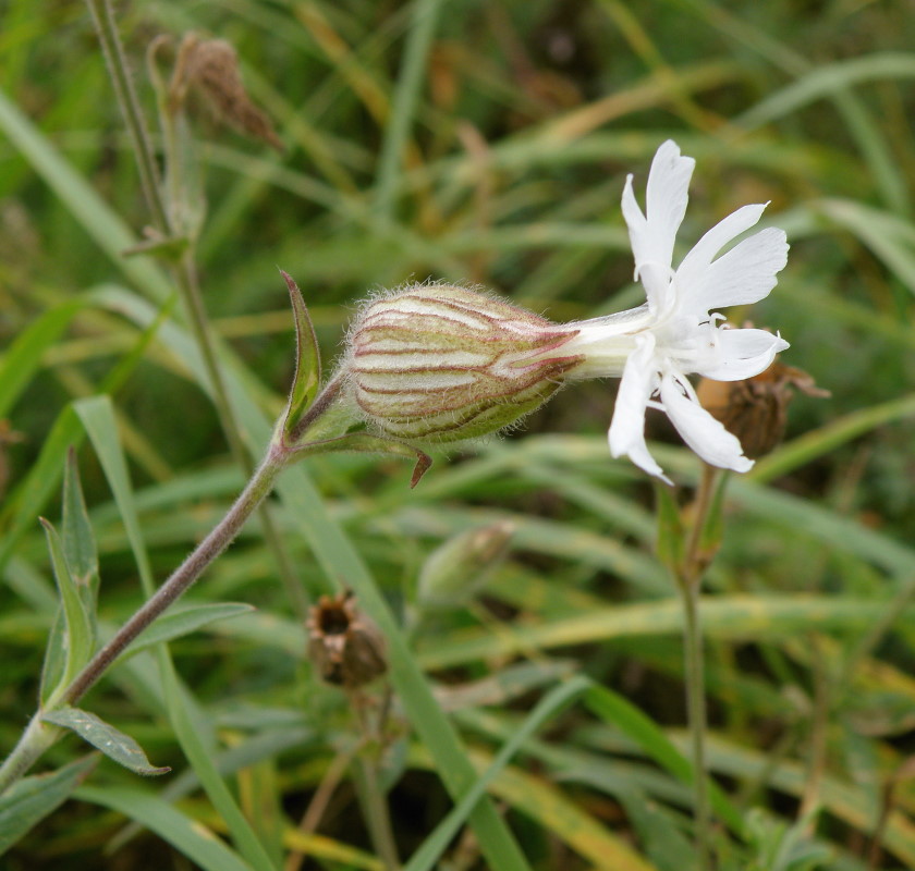 Image of Melandrium album specimen.