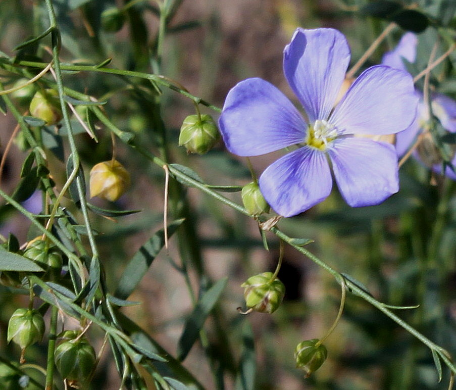 Image of Linum lewisii specimen.