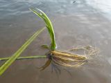 Scirpus radicans. Молодое растение на конце укореняющегося побега. Костромская обл., Кадыйский р-н, окр. дер. Селище, песчаный плес на р. Немда. 16.09.2013.