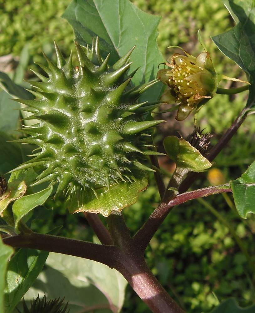 Image of Datura stramonium var. tatula specimen.