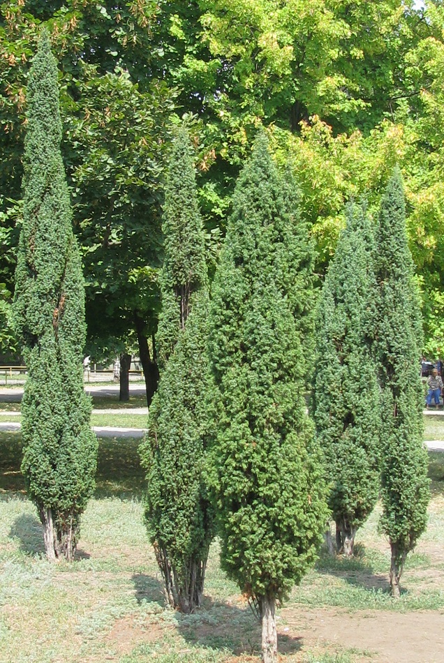 Image of Juniperus communis specimen.