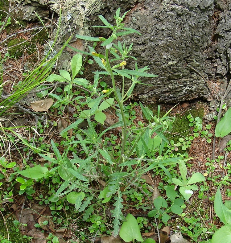 Image of Pedicularis labradorica specimen.