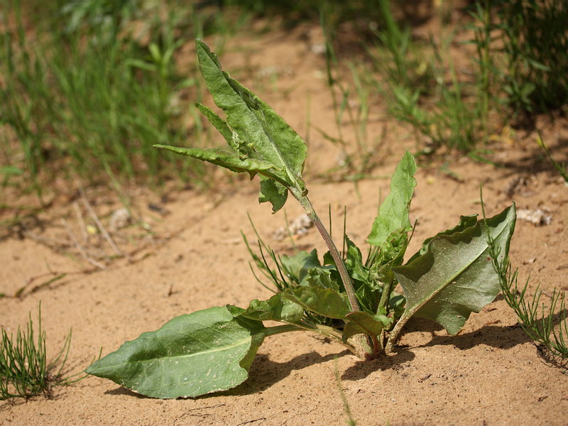 Image of Rumex acetosa specimen.