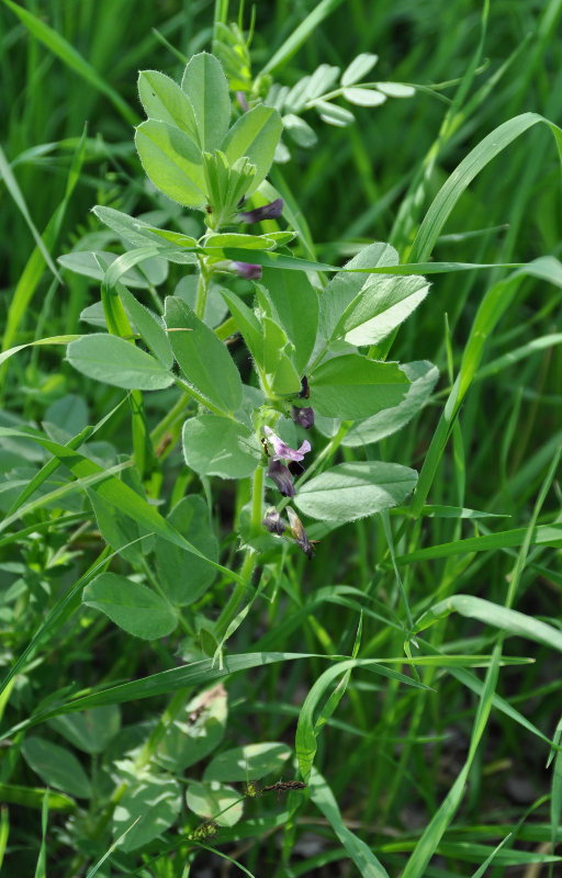 Image of Vicia narbonensis specimen.