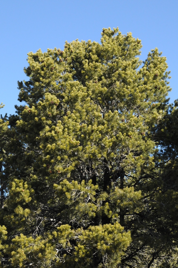 Изображение особи Pinus edulis.