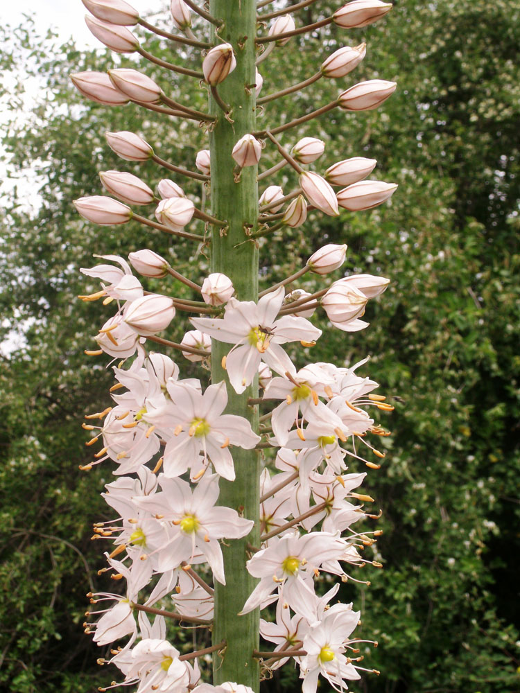 Image of Eremurus robustus specimen.