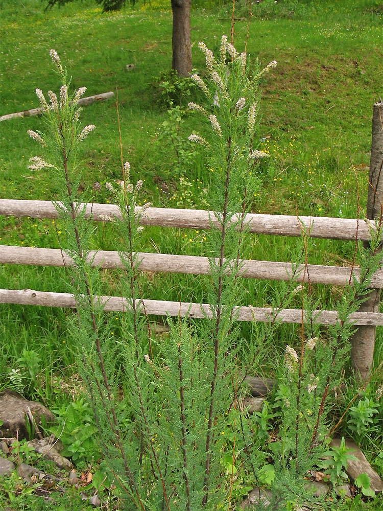 Изображение особи Myricaria germanica.