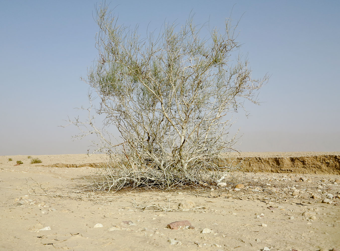 Изображение особи Calligonum polygonoides.