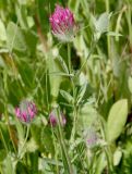 Trifolium purpureum. Верхушки цветущих растений. Израиль, холмы в предгорьях Иудеи, залежь. 29.03.2014.