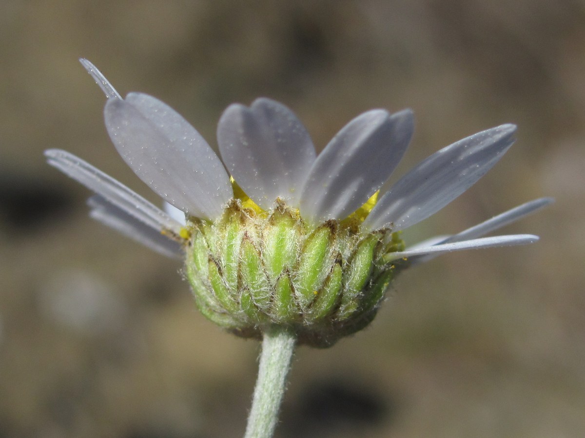 Image of Anthemis tranzscheliana specimen.