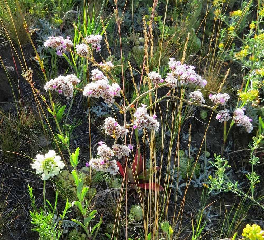 Image of Goniolimon speciosum specimen.