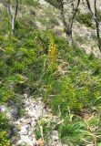 Eremurus jungei. Цветущее растение. Крым, Карадагский заповедник, гора Сюрю-Кая, каменистый склон. 14 мая 2014 г.