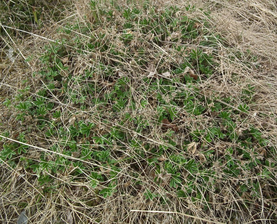 Image of Alchemilla alpina specimen.