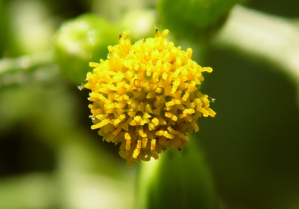 Image of Senecio vulgaris specimen.