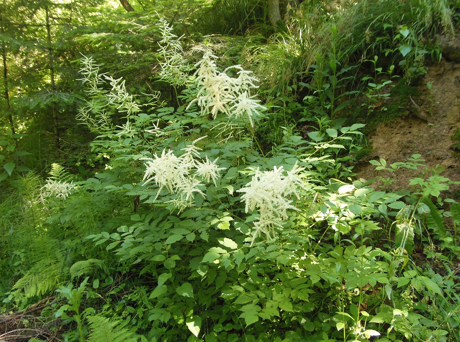 Image of Aruncus sylvestris specimen.