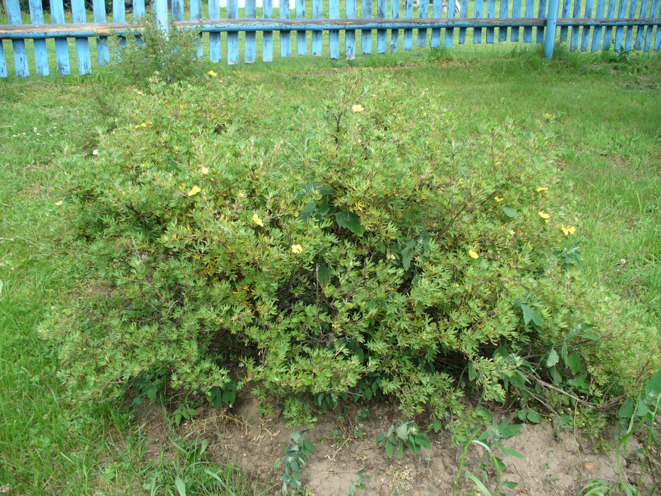 Image of Dasiphora fruticosa specimen.