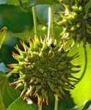 Liquidambar styraciflua