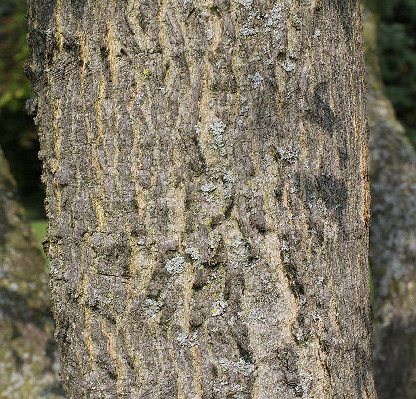 Image of Celtis tournefortii specimen.