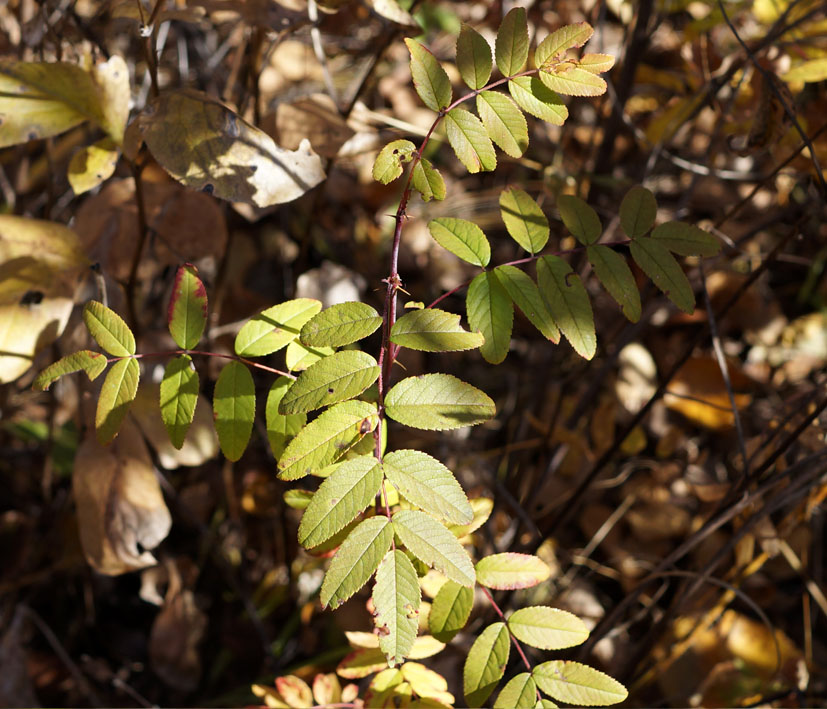 Image of genus Rosa specimen.