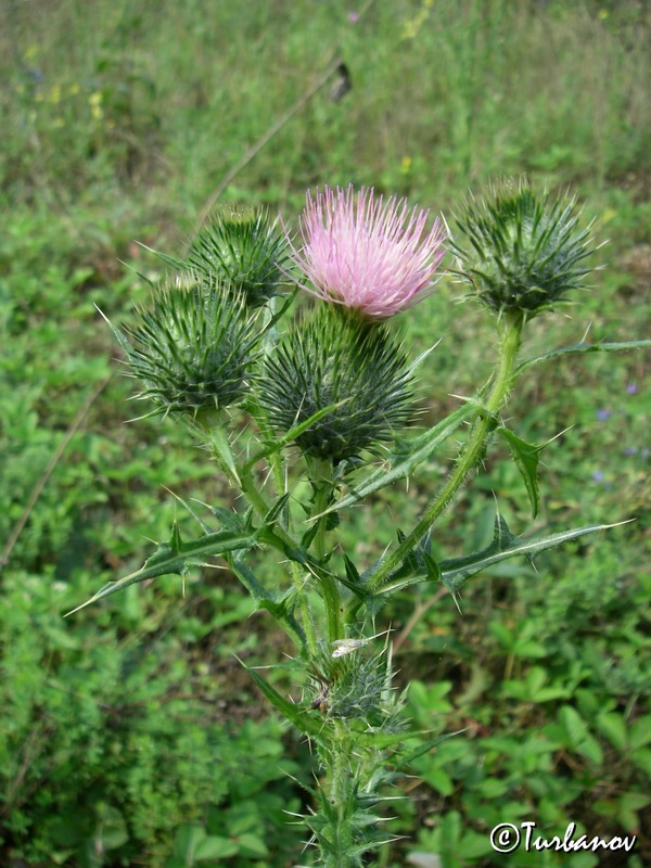 Image of Cirsium vulgare specimen.