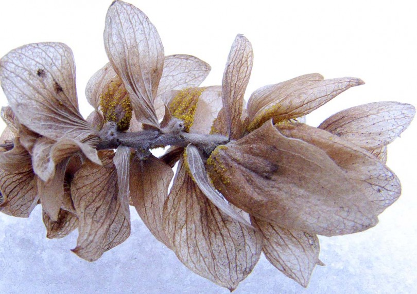 Image of Humulus lupulus specimen.