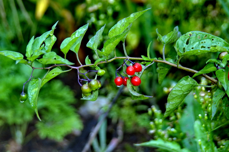 Image of Solanum kitagawae specimen.