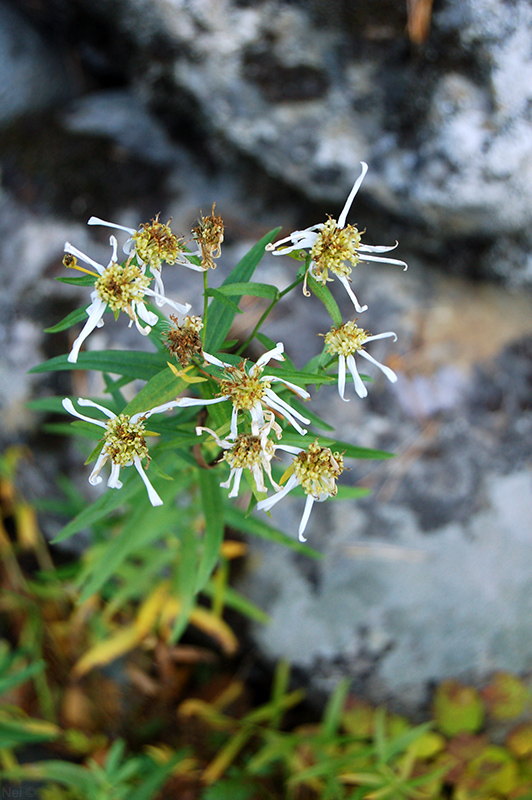 Image of Galatella punctata specimen.