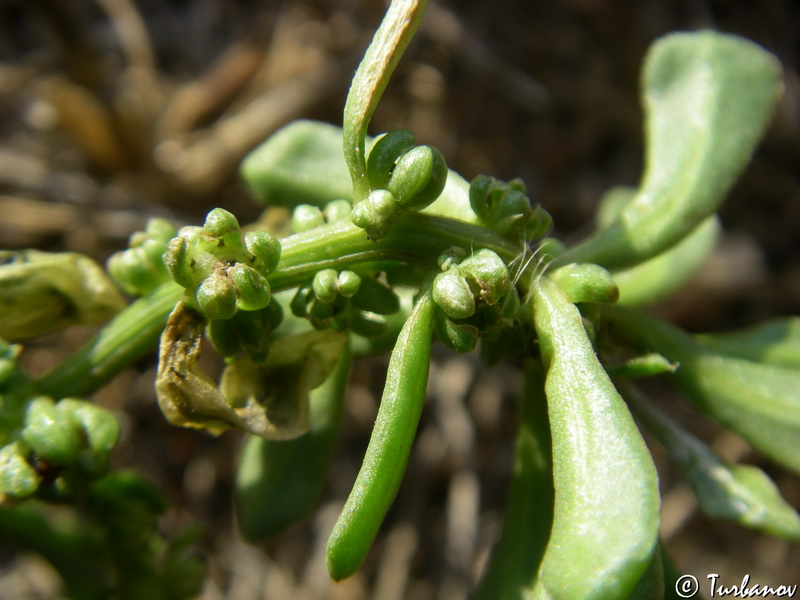 Image of Beta maritima specimen.