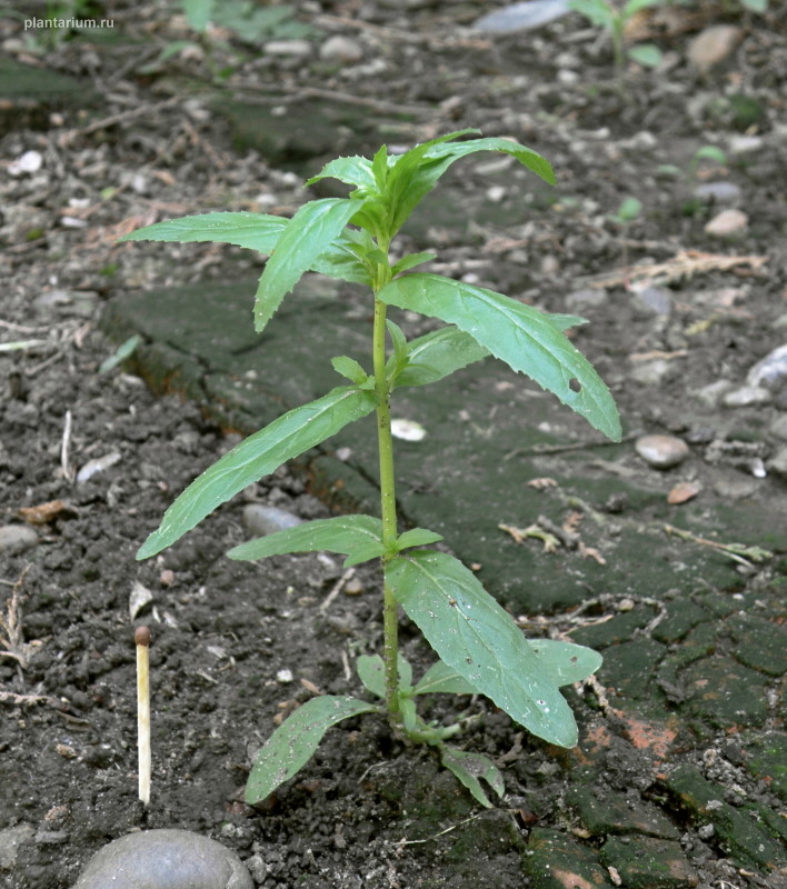 Изображение особи Epilobium tetragonum.