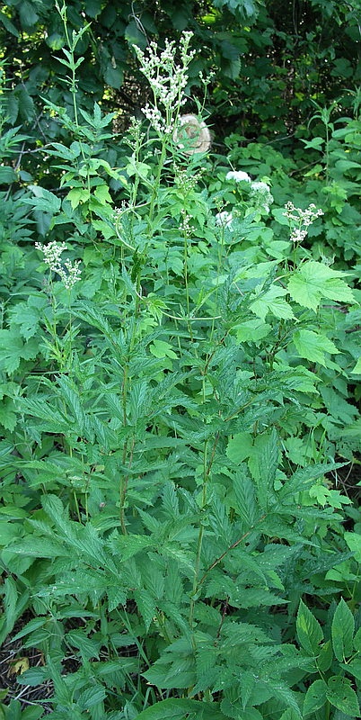 Image of Filipendula ulmaria specimen.