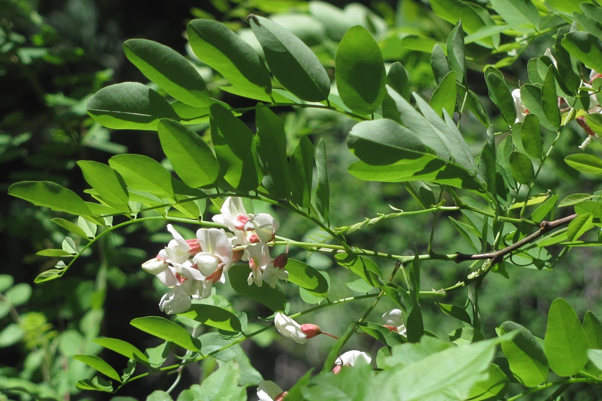 Image of Robinia pseudoacacia specimen.