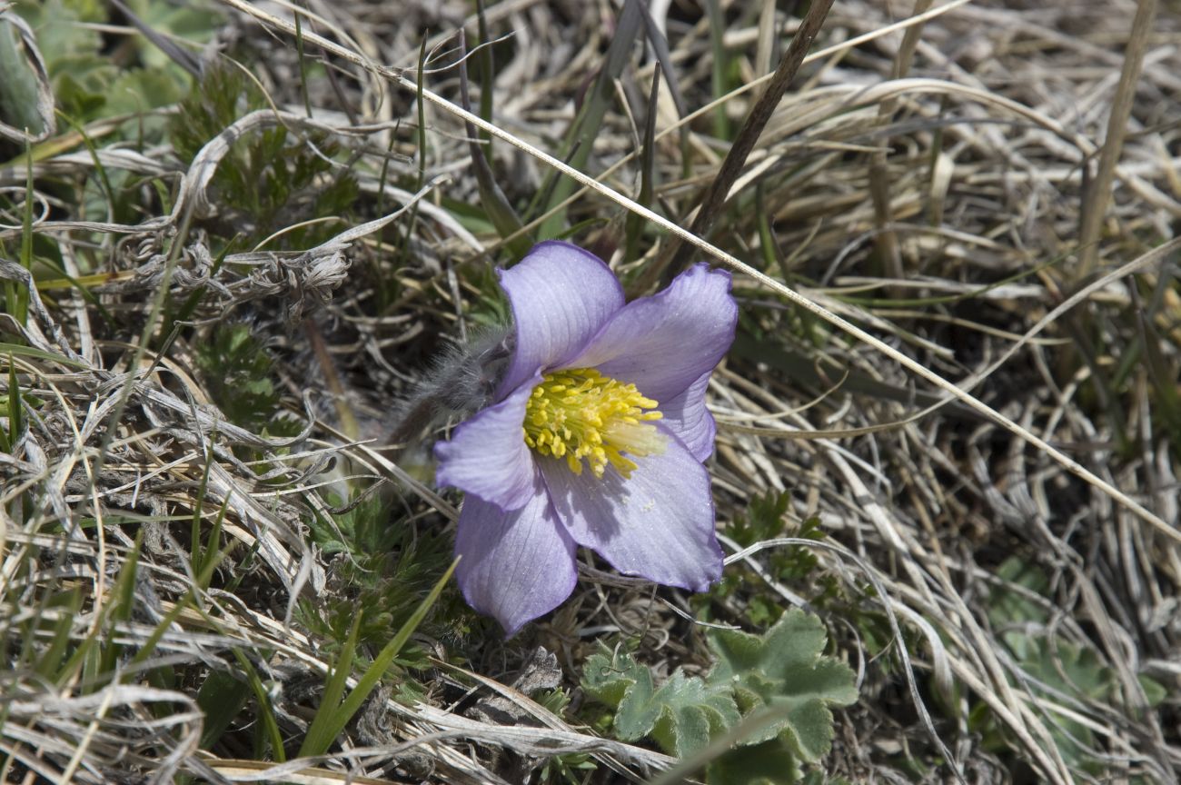 Image of Pulsatilla violacea specimen.