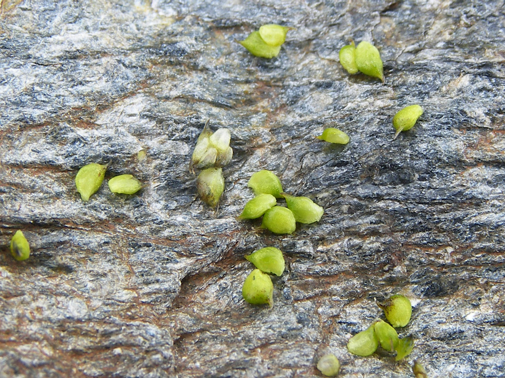 Изображение особи Ranunculus brachylobus.