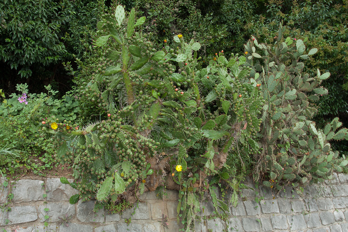 Image of Opuntia monocantha specimen.