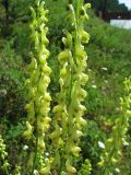 Aconitum barbatum