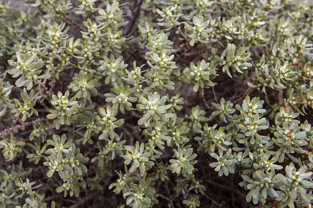 Image of Thymelaea tartonraira specimen.