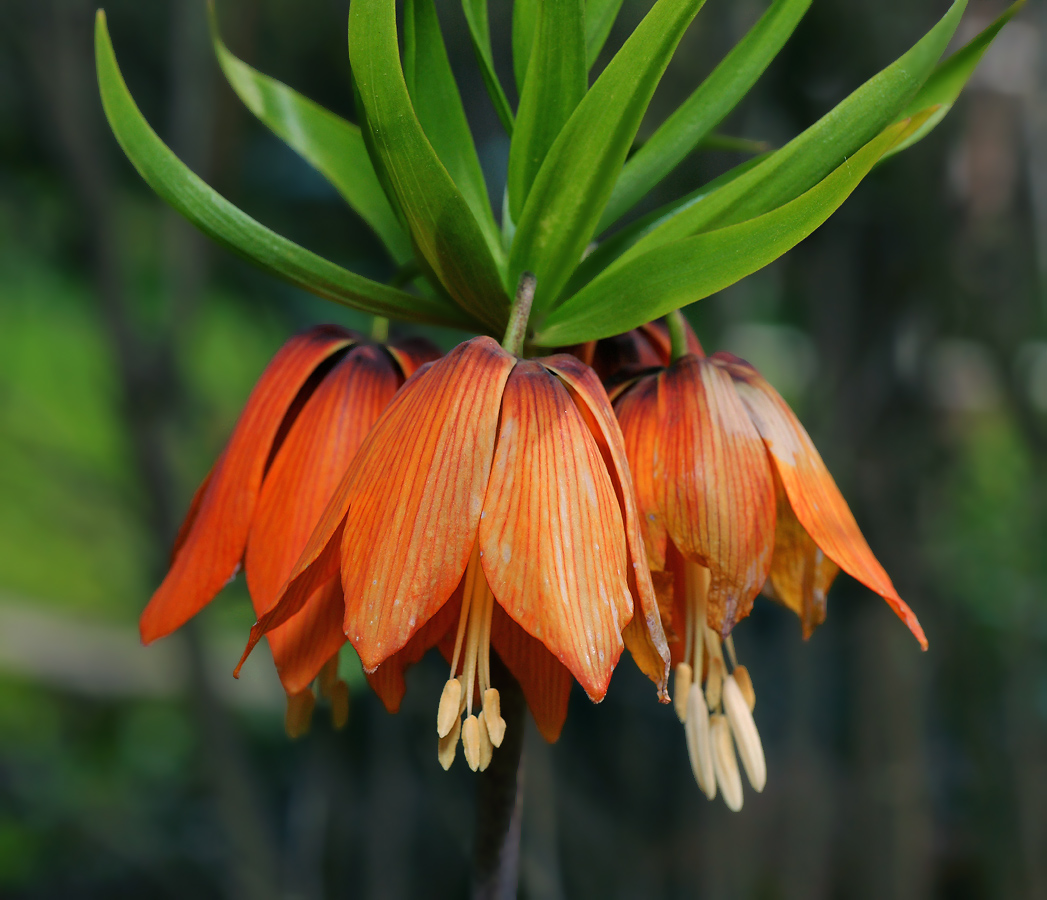 Image of Fritillaria imperialis specimen.