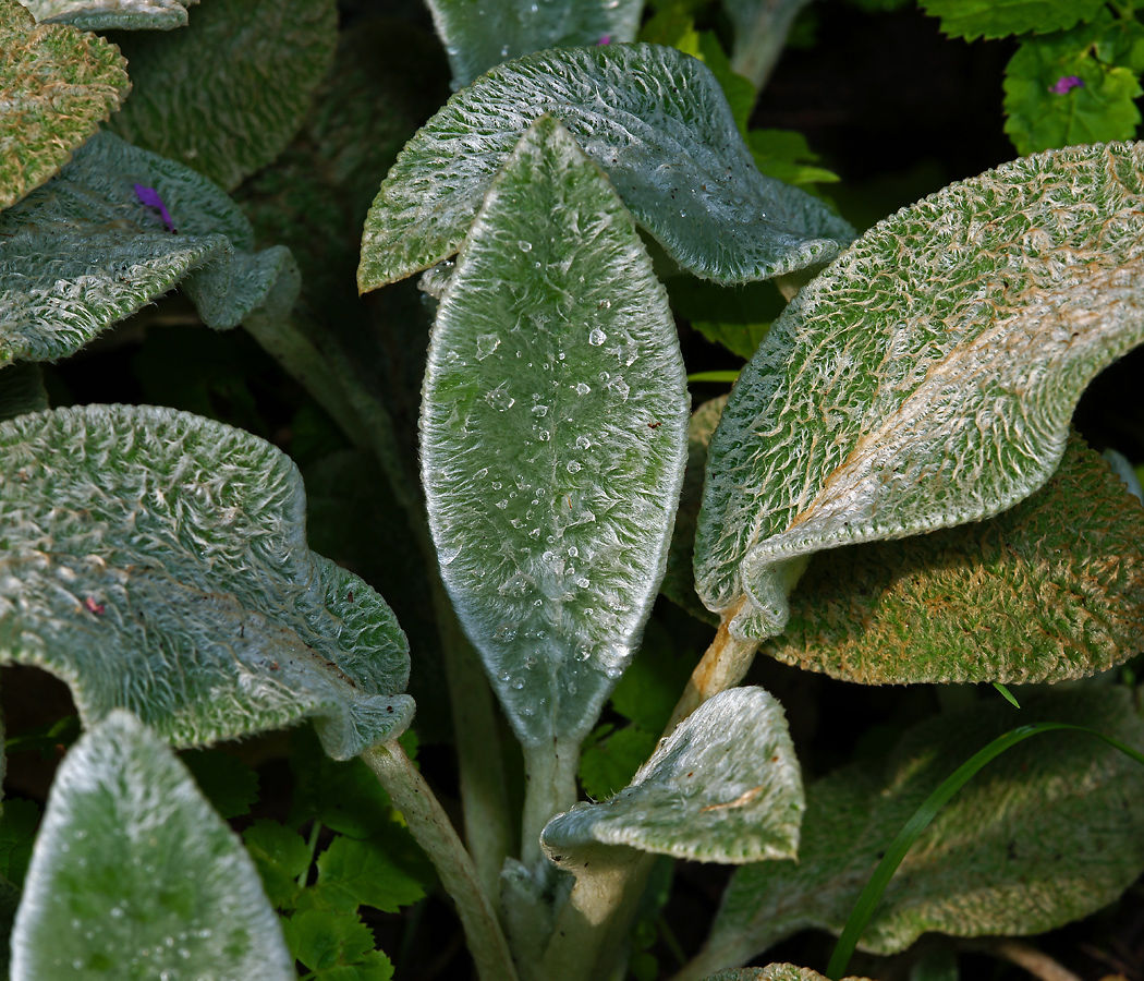 Изображение особи Stachys byzantina.