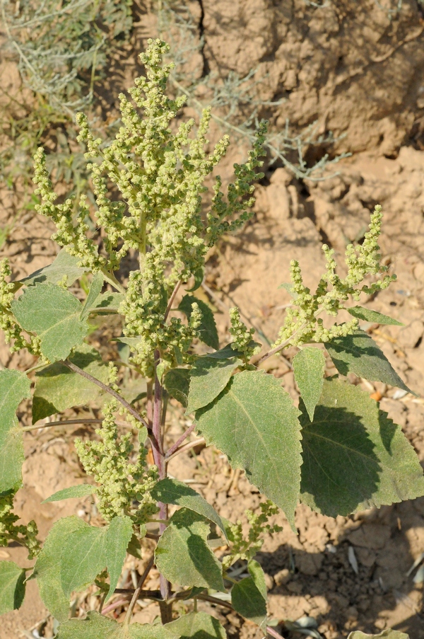 Изображение особи Cyclachaena xanthiifolia.