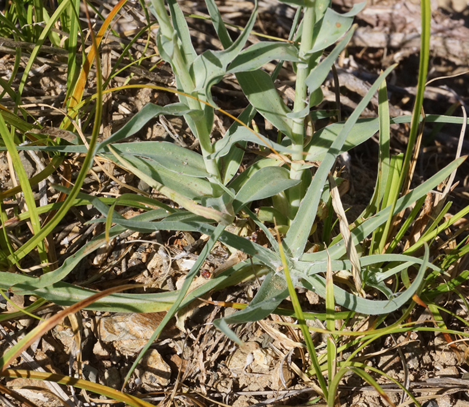 Image of Tragopogon marginifolius specimen.