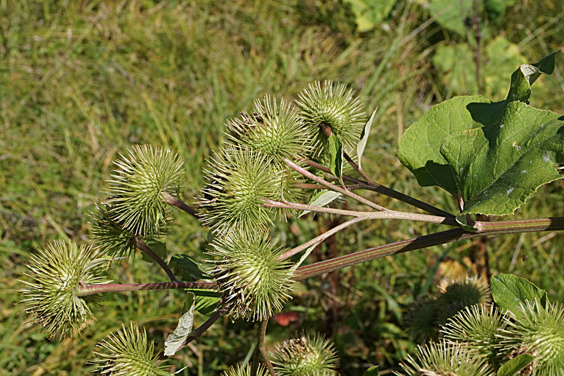 Image of Arctium leiospermum specimen.