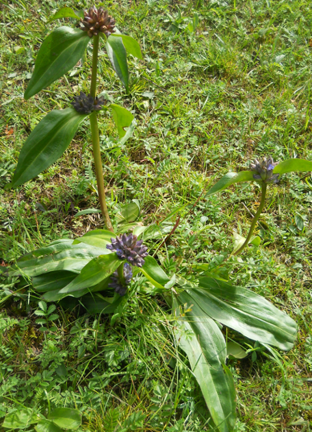 Image of Gentiana macrophylla specimen.