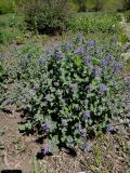 genus Nepeta. Цветущее растение. Иркутск, Ботанический сад ИГУ, малый дендрарий, цветник. 30.05.2014.