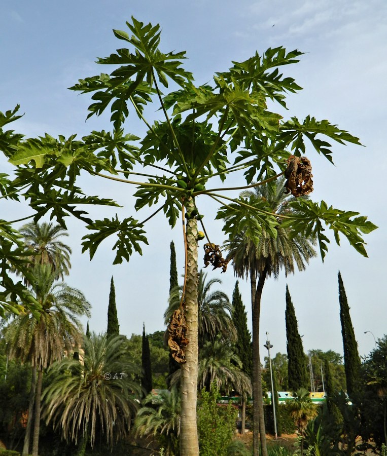 Image of Carica papaya specimen.