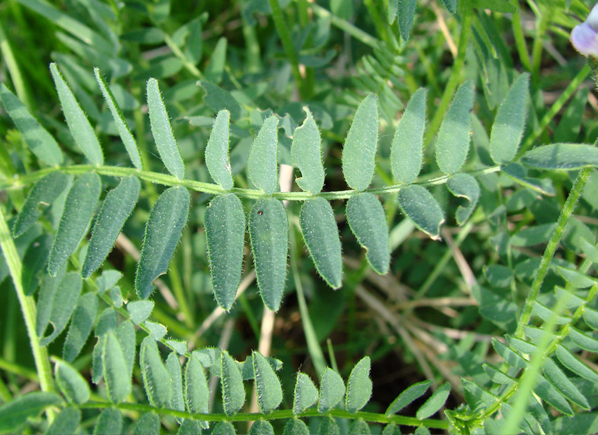 Image of Astragalus danicus specimen.